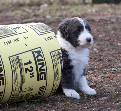 6818FTPups.jpg