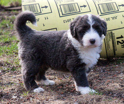 6820FTPups.jpg