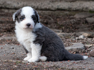 6821FTPups.jpg