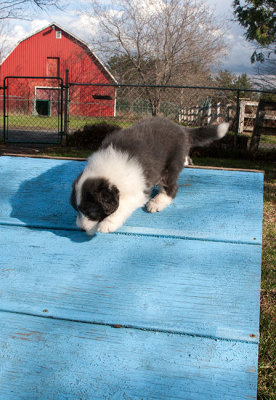 6833FTPups.jpg