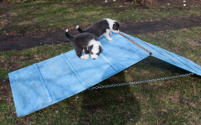 6835FTPups.jpg