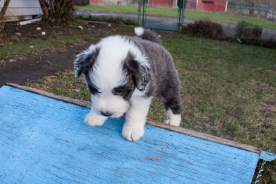 6837FTPups.jpg