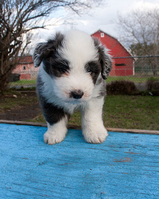 6838FTPups.jpg