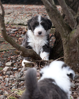 6839FTPups.jpg