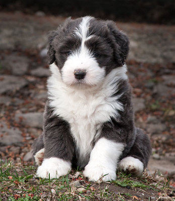6840FTPups.jpg