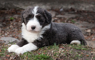 6841FTPups.jpg
