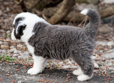 6843FTPups.jpg