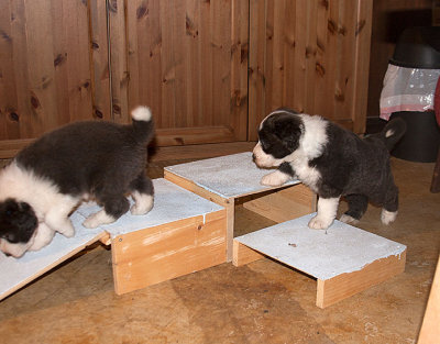 6846FTPups.jpg