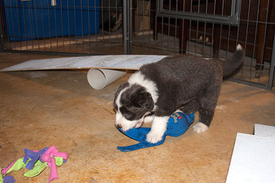 6848FTPups.jpg