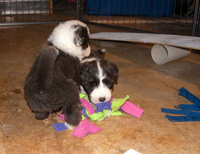 6849FTPups.jpg