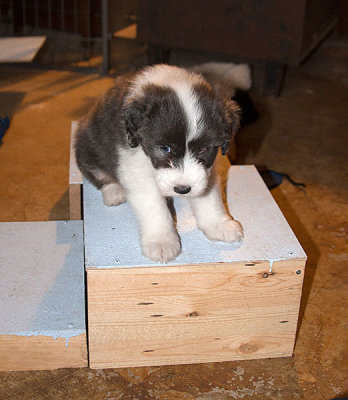 6851FTPups.jpg