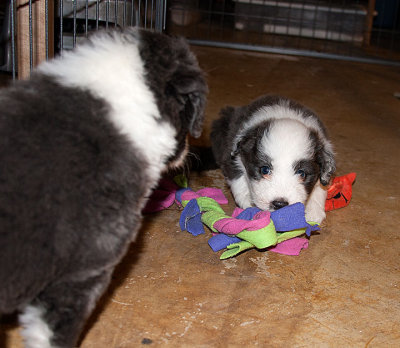 6852FTPups.jpg