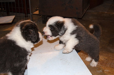 6853FTPups.jpg