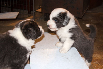 6854FTPups.jpg