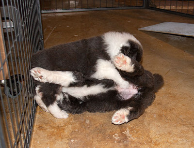 6855FTPups.jpg