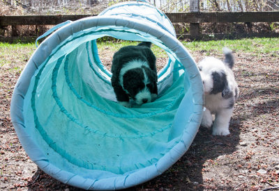 6858FTPups.jpg