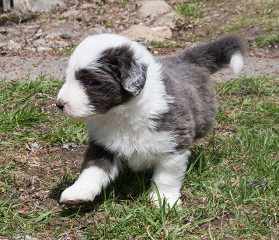 6859FTPups.jpg