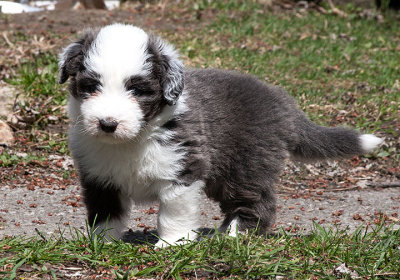 6861FTPups.jpg