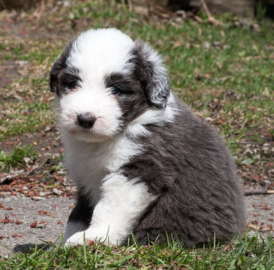 6862FTPups.jpg