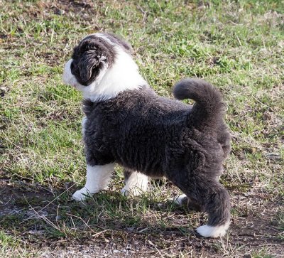 6874FTPups.jpg