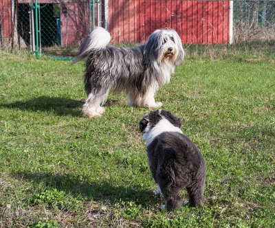 6875FTPups.jpg