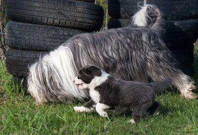 6878FTPups.jpg