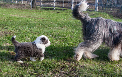 6879FTPups.jpg