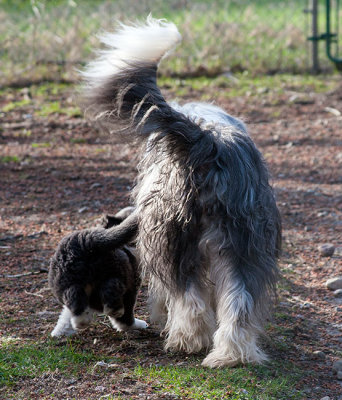 6881FTPups.jpg