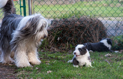 6884FTPups.jpg