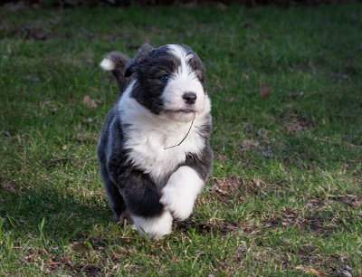 6886FTPups.jpg