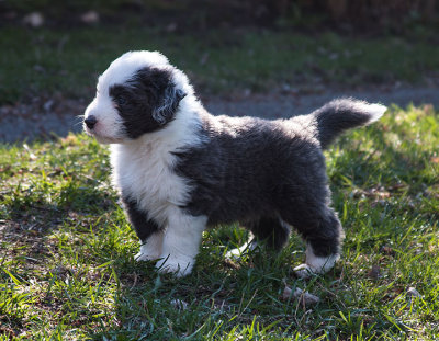 0010FTPups.jpg