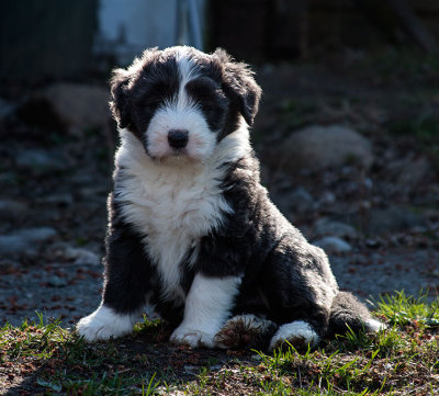 0012FTPups.jpg