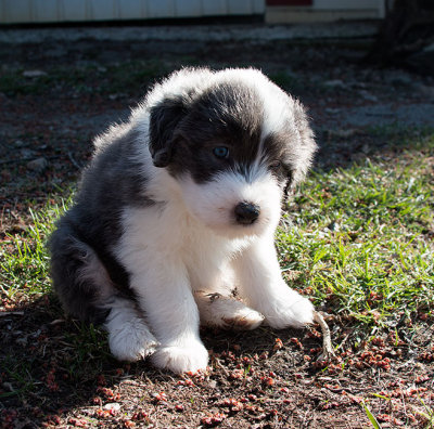 0023FTPups.jpg