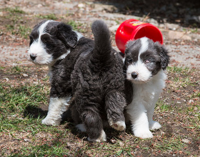 0025FTPups.jpg