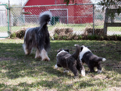 0029FTPups.jpg