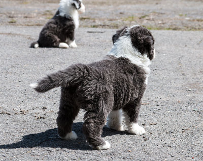 0030FTPups.jpg