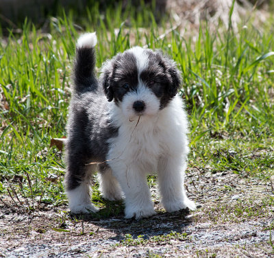 0035FTPups.jpg