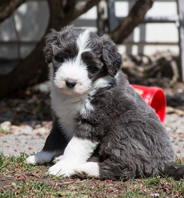 0041FTPups.jpg