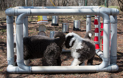 0043FTPups.jpg