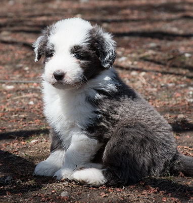 0044FTPups.jpg