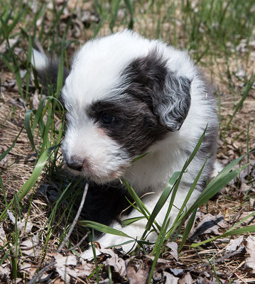 0055FTPups.jpg
