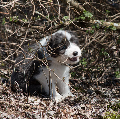 0058FTPups.jpg