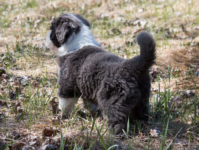 0059FTPups.jpg
