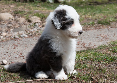 0070FTPups.jpg