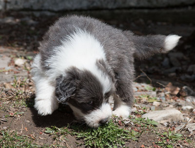 0072FTPups.jpg