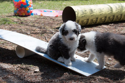 0080FTPups.jpg
