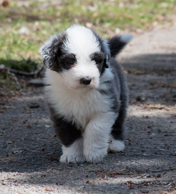 0081FTPups.jpg