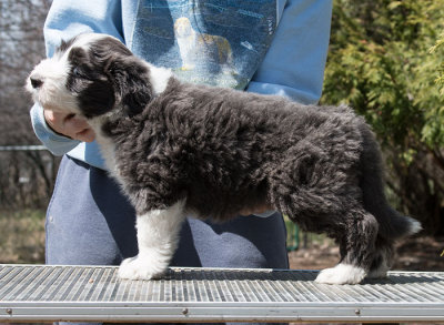 Frankie x Topper litter - Stacked Photos at 6 weeks
