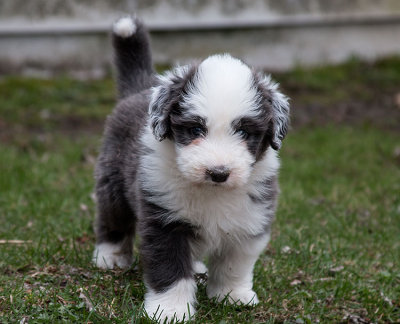 0131FTPups.jpg