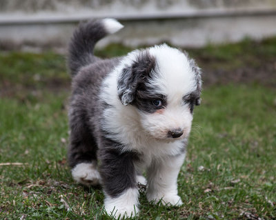 0132FTPups.jpg